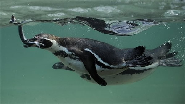 栖息于智利与秘鲁的汉波德企鹅濒临绝种