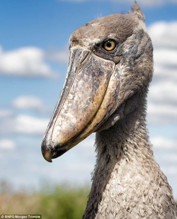 翻版渡渡鸟:鲸头鹳