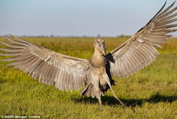翻版渡渡鸟:鲸头鹳