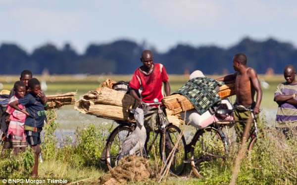 翻版渡渡鸟:鲸头鹳