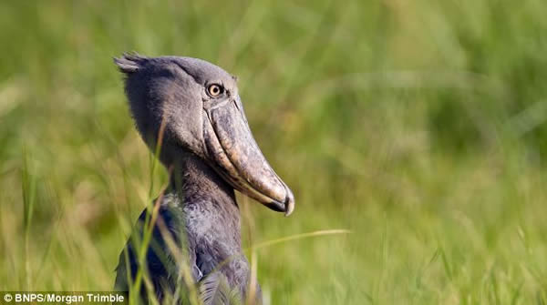翻版渡渡鸟:鲸头鹳