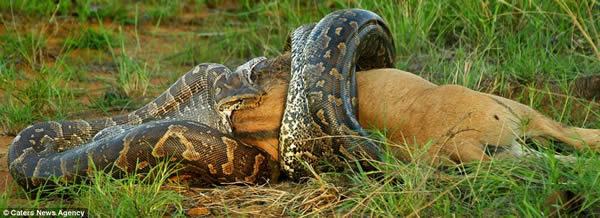 南非威尔盖凡登保留区一条非洲岩蟒吞下整头牛羚