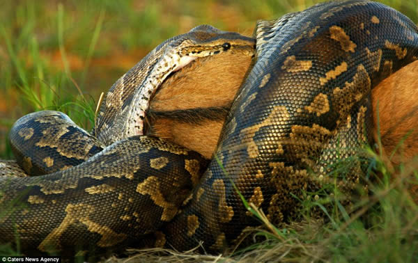 南非威尔盖凡登保留区一条非洲岩蟒吞下整头牛羚