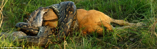 南非威尔盖凡登保留区一条非洲岩蟒吞下整头牛羚