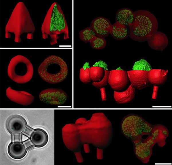 3D��ӡ�����ÿ�����Ա���ϸ��Ⱥ��