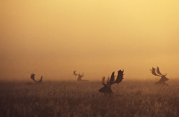 Butchering Circa 10,000 B.C.