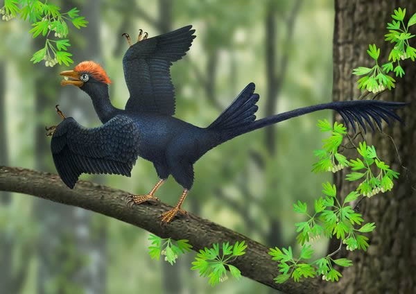 A reconstruction of a two-tailed 120-million-year-old Jeholornis.