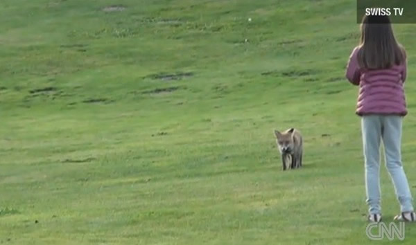 瑞士一只狐狸天天闯入高尔夫球场偷球