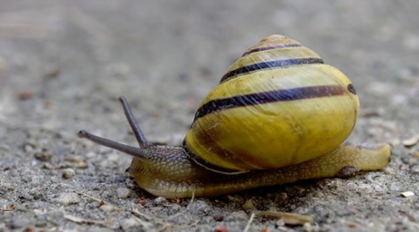 日本冲绳八重山蜗牛被证实具有断尾求生的能力
