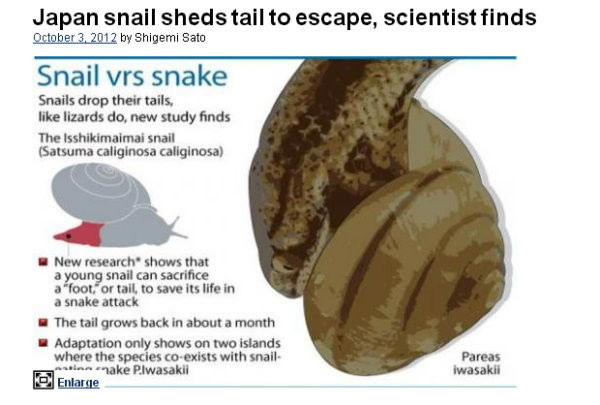 红色部分表示尾部