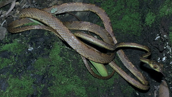 厄瓜多尔西北部丛林十分神奇的新种蛇类“猫眼蛇”