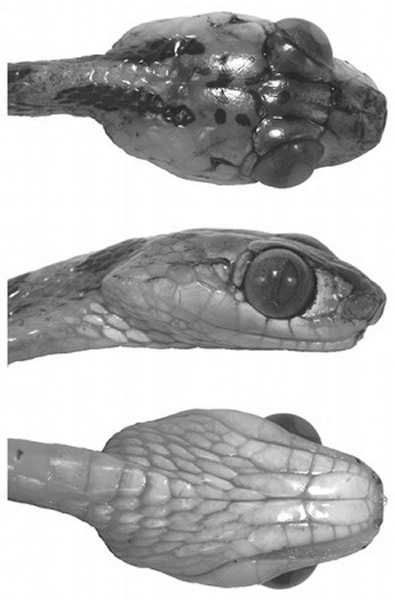 猫眼蛇学名为Imantodes chocoensis,为钝头藤蛇属
