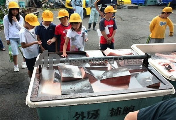 日本捕鲸问题严重