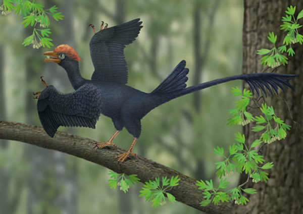 热河鸟复原图(史爱娟绘)