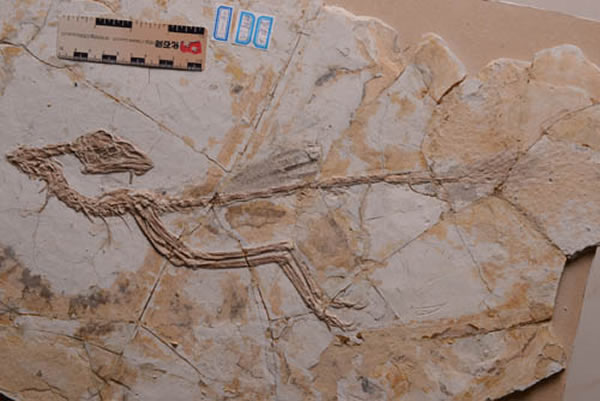 热河鸟化石(周忠和供图)