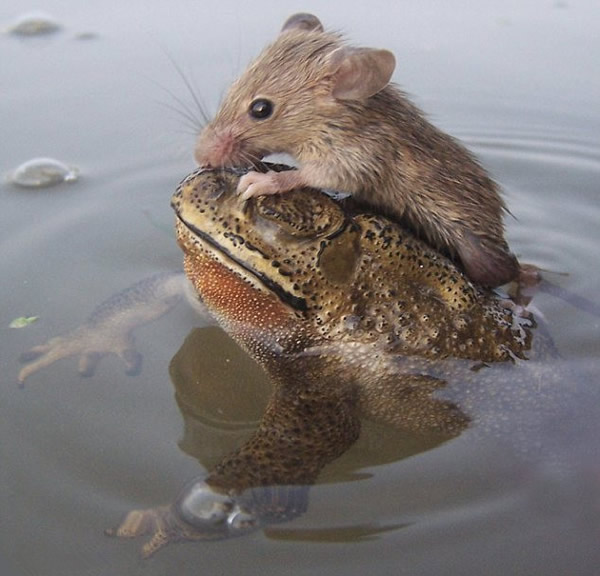 ӡ�ȱ���һ���������ܡ���������