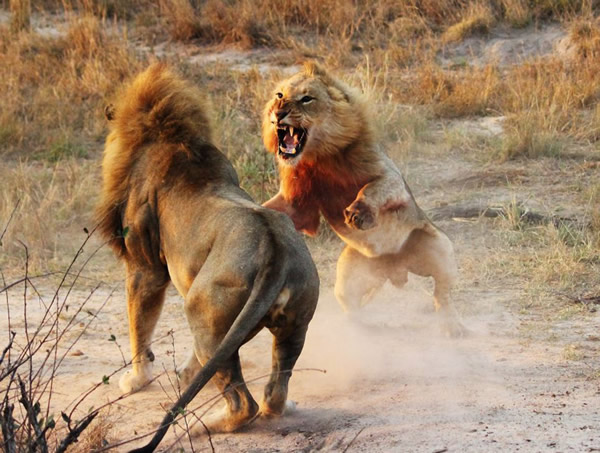 南非两头雌狮大战雄狮解救幼狮