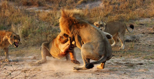 南非两头雌狮大战雄狮解救幼狮