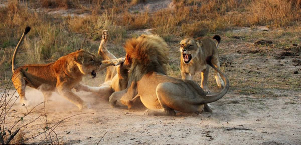 南非两头雌狮大战雄狮解救幼狮