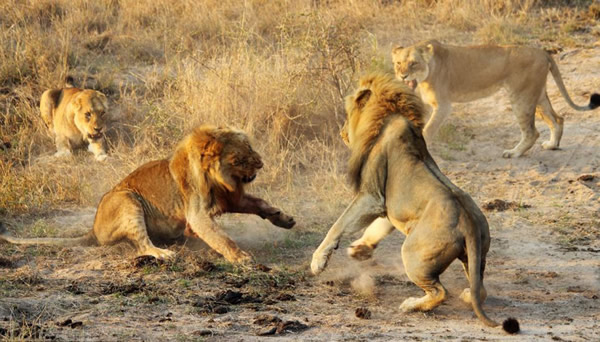 南非两头雌狮大战雄狮解救幼狮