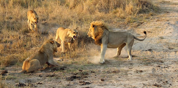 南非两头雌狮大战雄狮解救幼狮