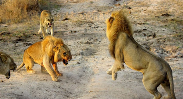 南非两头雌狮大战雄狮解救幼狮