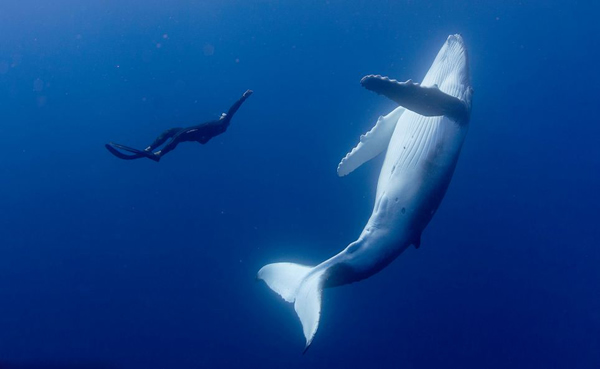 在汤加海域与重达40吨鲸鱼同游