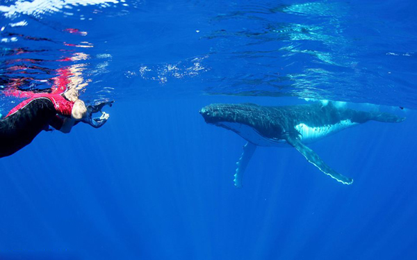 在汤加海域与重达40吨鲸鱼同游