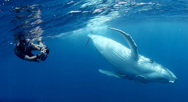 在汤加海域与重达40吨鲸鱼同游