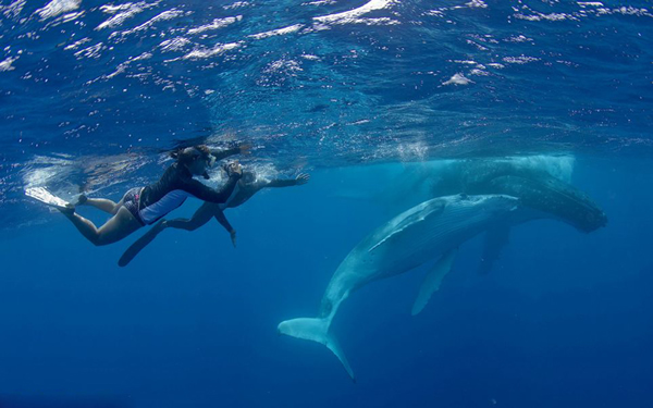 在汤加海域与重达40吨鲸鱼同游