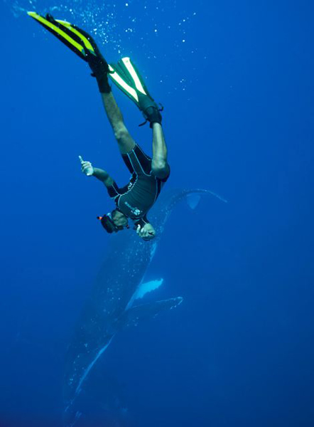 在汤加海域与重达40吨鲸鱼同游