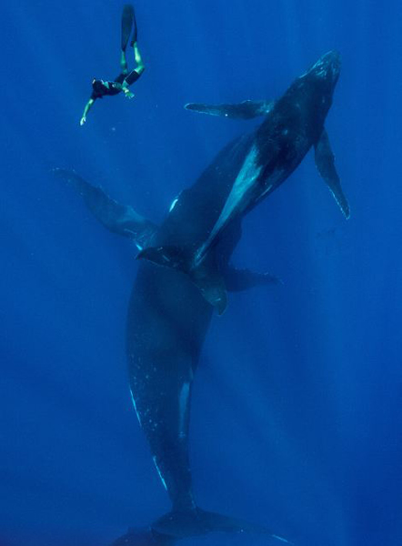 在汤加海域与重达40吨鲸鱼同游
