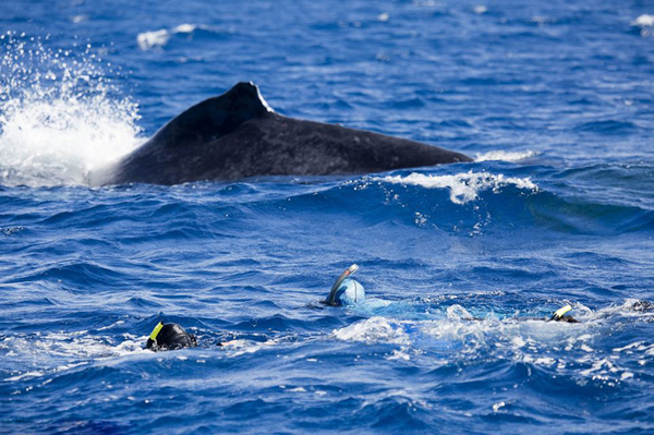 在汤加海域与重达40吨鲸鱼同游