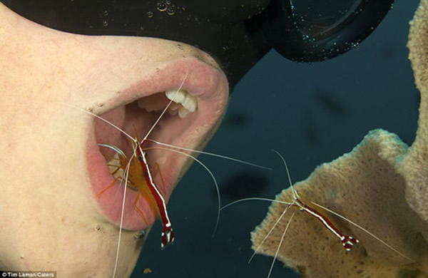 美国聪明男孩潜入水中模仿鱼类张嘴露齿让虾洁牙