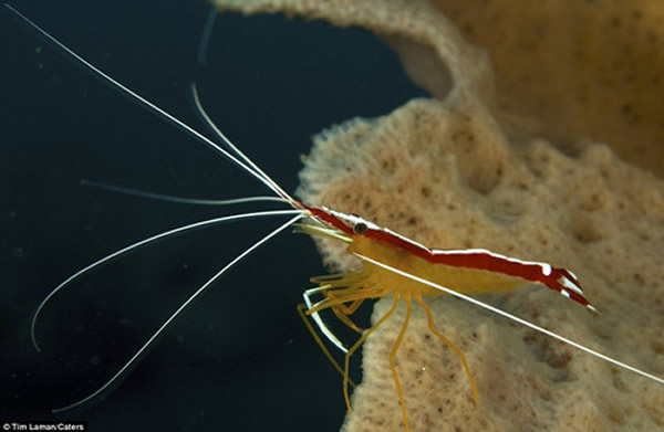 美国聪明男孩潜入水中模仿鱼类张嘴露齿让虾洁牙