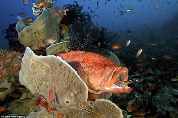 清洁虾以鱼牙齿上的寄生虫为食