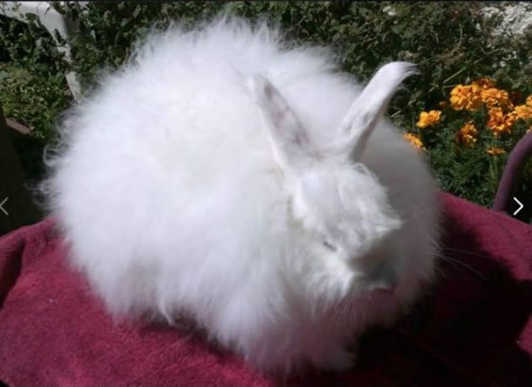 �ɴ�Ծ��Ͱ������÷ǳ��Ŵ�����������Ϊһ��������Դ������ϣ������ë������װ������ʿ�������Ϻ�