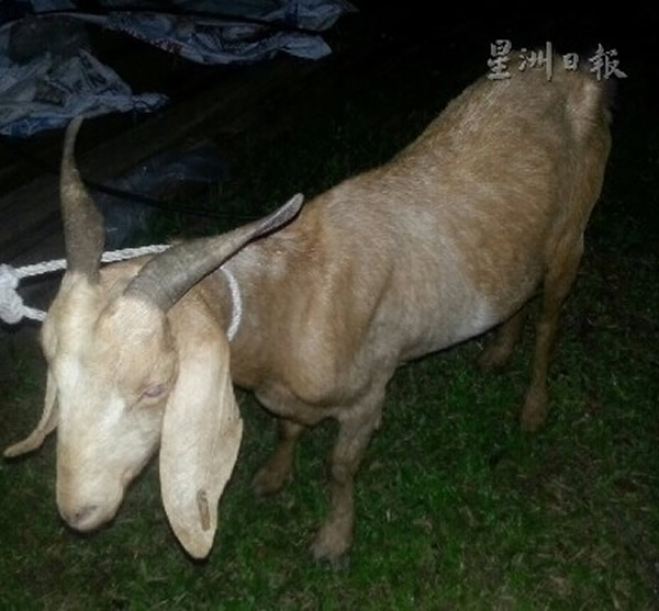 �������ǡ�����