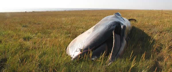 匪夷所思:英国一条巨型鲸鱼尸体竟出现在离岸700公尺处