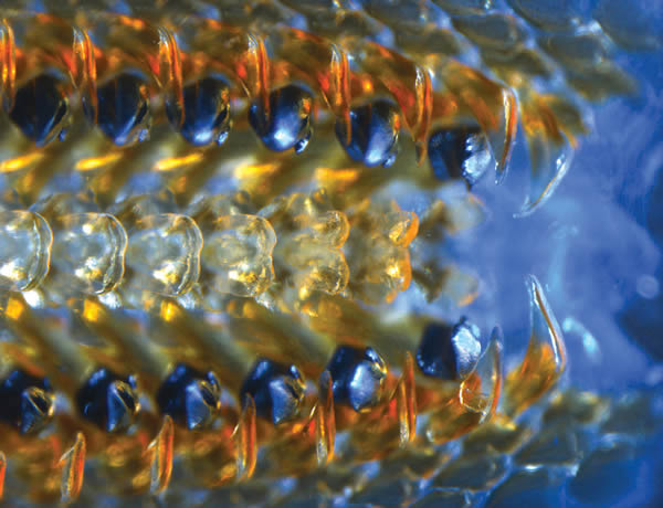 ʯ������������ǵİ������Ͻ�������Ӳ