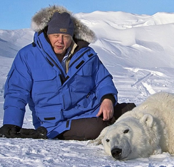 因为《冰冻星球》中同时穿插艾登堡爵士在北极实地讲解的画面,让观众更加对一部分定制镜头信以为真。