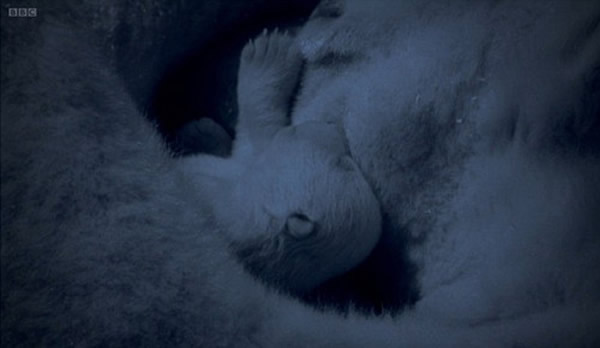 观众则被诱导以为这一幕是在北极拍摄的。