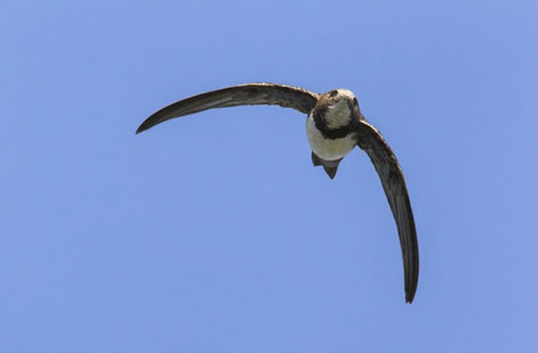 The Alpine swift has the longest non-stop flight pattern known of in the avian w