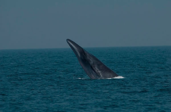 A rare photo shows a Bryde’s whale breaching in the Swatch-of-No-Ground, Banglad