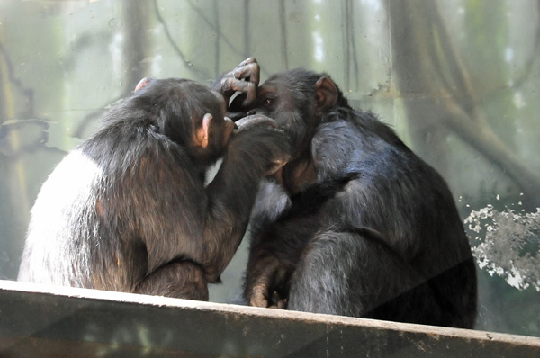 Chimpanzee friends will seemingly do anything for each other, even picking their