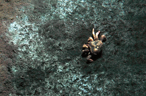 A crab crawls on a bacterial mat at an undersea mud volcano offshore of Costa Ri