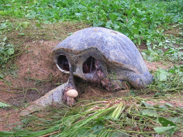 ��˹����Ӻ������ޱ���ɱ�̺���