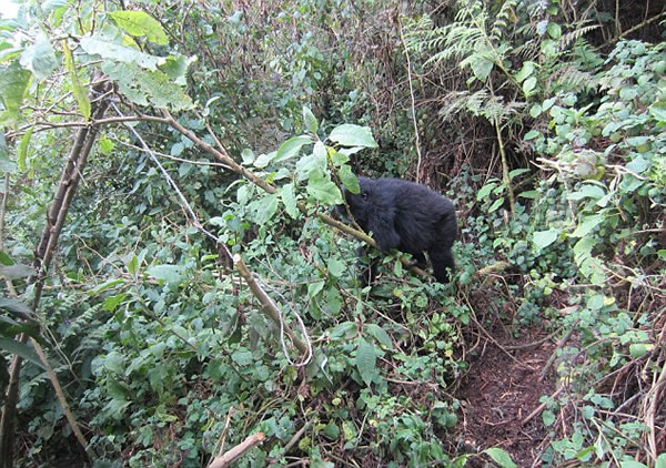 ¬����ɽ�ش����ɻ����������