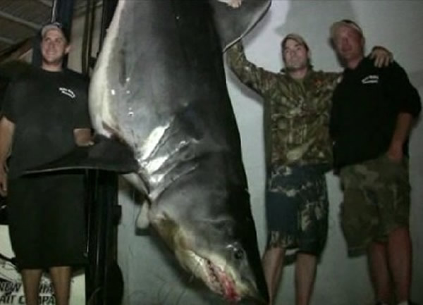 美国渔民捕到600公斤尖吻鲭鲨