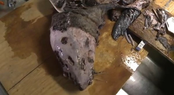 美国渔民捕到600公斤尖吻鲭鲨,胃部发现未消化完的海狮头部